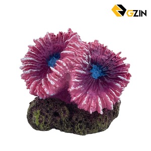 GZIN 호주 산호 스콜리미아 핑크